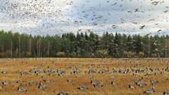 Valkoposkihanhia pellolla. Kuva: Jari Kontiokorpi / Pohjois-Karjalan ELY-keskus.