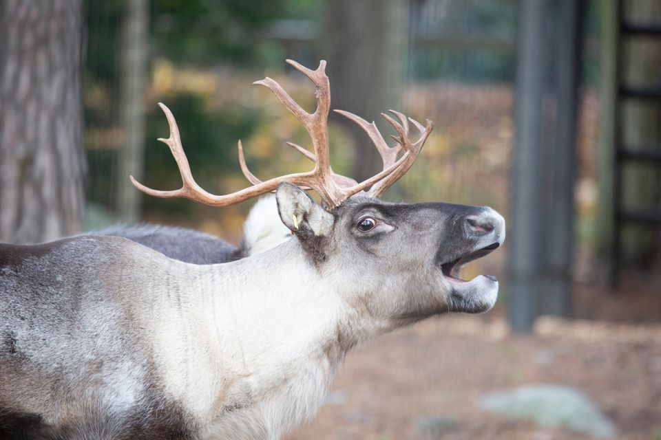 Metsäpeura haukottelee Korkeasaaressa, marraskuu 2021