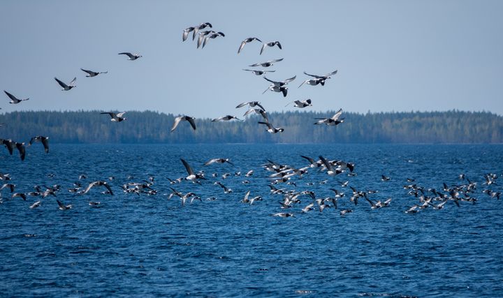 Valkoposkihanhia Joensuun Niittylahdella 17.5.2022. Kuva: Jari Kontiokorpi / Pohjois-Karjalan ELY-keskus.