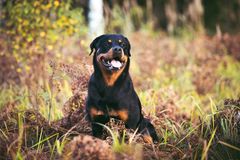 Rottweiler Hilma, kuva Sandra Papinaho-Rajala.