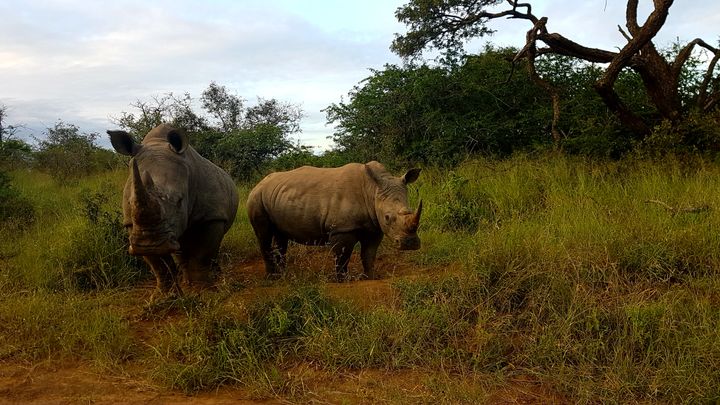 Uhanalaisia sarvikuonoja (Ceratotherium simum simum) elää suojelualueella Etelä-Afrikassa.