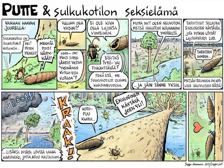 Sulkukotilot tarvitsevat elinympäristöönsä sopivien lehtipuiden jatkumon. (© Seppo Leinonen)