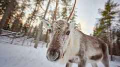 Kuva: Mikko Törmänen