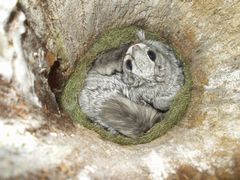 Aikuisia liito-oravia pesäpöntössä (kuva: Andrea Santangeli)