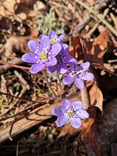 Blåsipporna blommar i hassellundarna under våren.