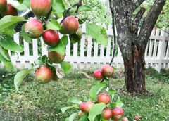 Omenasato kypsyy parhaillaan puutarhoissa.