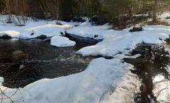 Vårbäck i skogsmiljö.