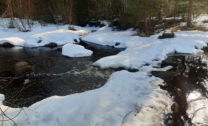 Vårbäck i skogsmiljö.