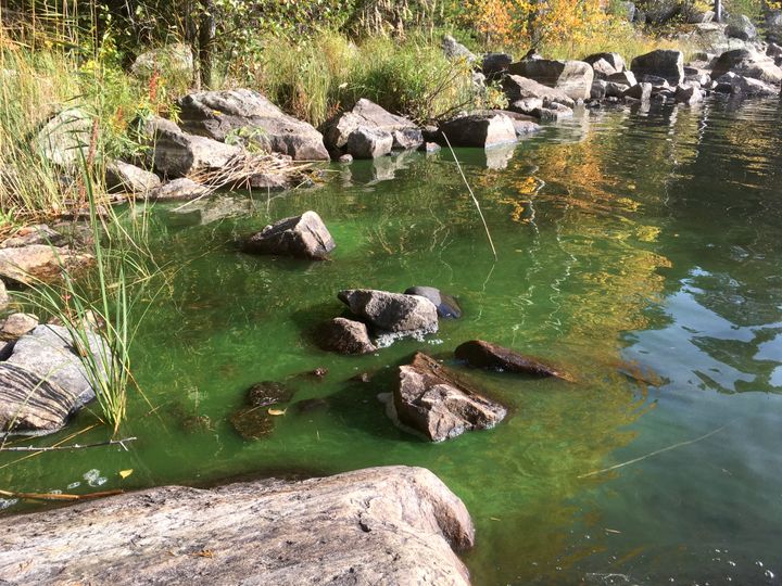 Sinilevää Kallaveden Läpisaarilta. Kuva: A. Kanninen.