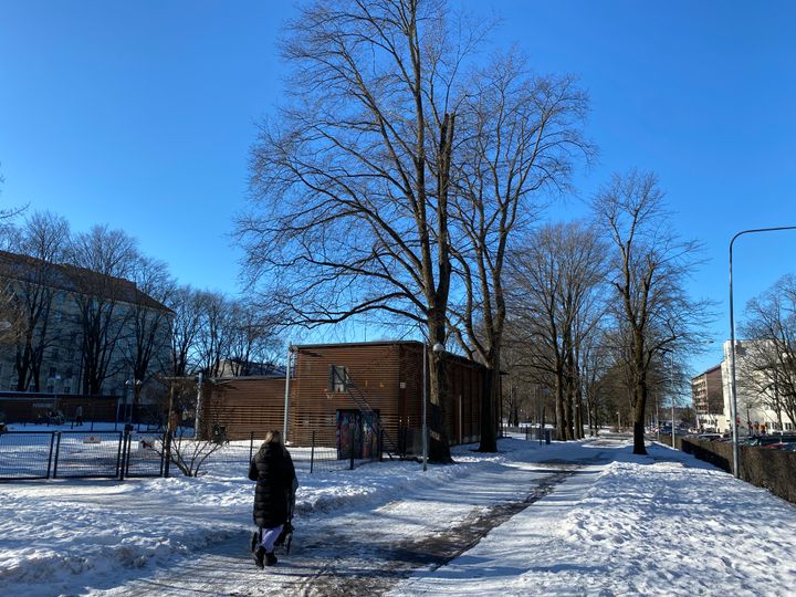 Hesperian esplanadin kaadettavat puut sijaitsevat Taivallahden leikkipuiston lähellä. Kuva: Helsingin kaupunki/Mikko Turunen