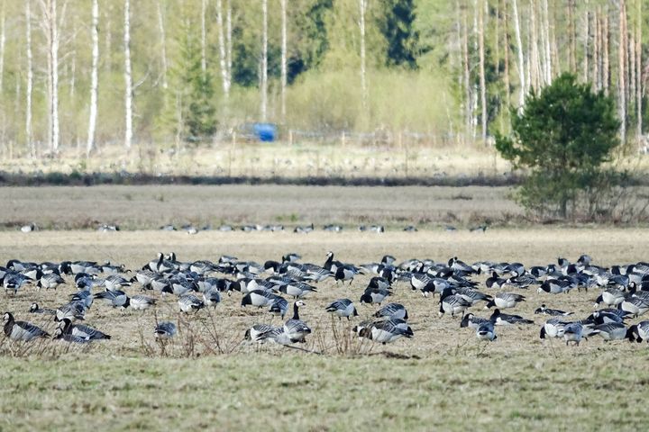 Valkoposkihanhia Pohjois-Karjalassa 20.5.2022. Kuva: Tanja Heimonen / Pohjois-Karjalan ELY-keskus.