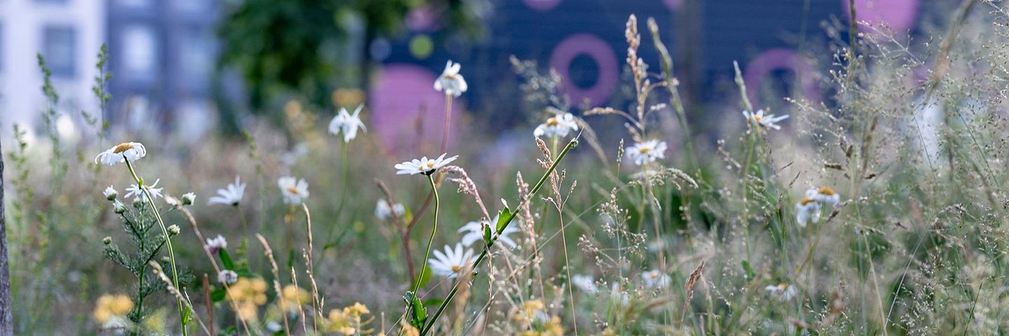 Viherympäristöliitto ry