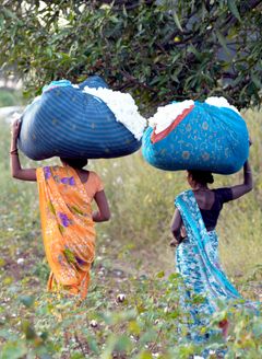60 prosenttia Reilun kaupan puuvillanviljelijöistä on intialaisia. Kuva: Didier Gentilhomme
