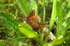 Erittäin uhanalaisen punakeltaverkkoperhosen (Euphydryas aurinia) lähes kaikki nykyesiintymät ovat Kaakkois-Suomen ELY-keskuksen alueella (kuva Markku Suoknuuti).