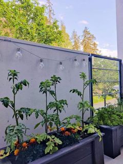 Olivia Kurosen parvekepuutarhassa kasvaa tomaatteja