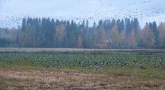 Valkoposkihanhia Joensuun Pyhäselässä 7.10.2022. Kuva: Jari Kontiokorpi / Pohjois-Karjalan ELY-keskus.