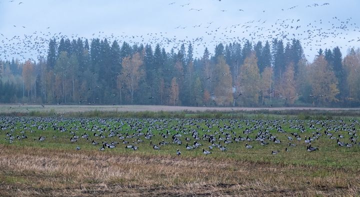 Valkoposkihanhia Joensuun Pyhäselässä 7.10.2022. Kuva: Jari Kontiokorpi / Pohjois-Karjalan ELY-keskus.