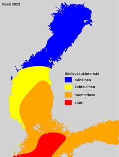 Sinileväkukintariski Itämerellä 2023.