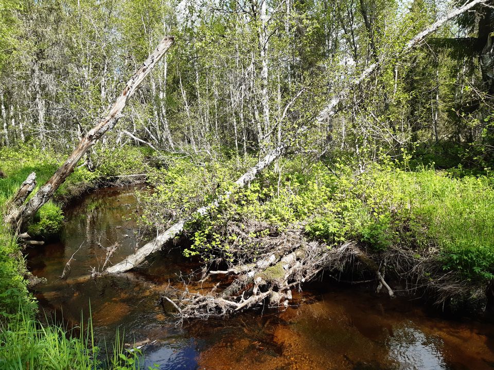 Hiekkapohjainen puro rehevässä metsässä.