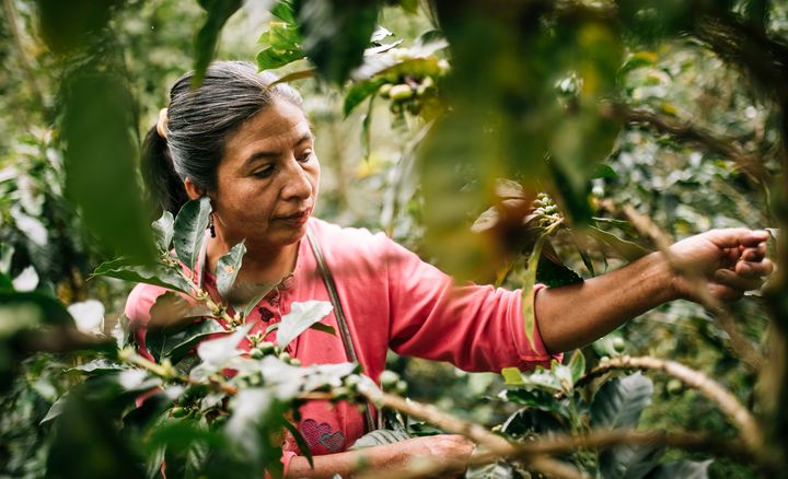 Perulainen kahvinviljelijä Genera Campos Garcia korjaa satoa Perussa. Kahvi on yksi ilmastonmuutokselle herkimmistä raaka-aineista. Entistä lämpimämmät ja kosteammat olosuhteet saavat kahvin kukat putoamaan liian aikaisin ja kasvitaudit yleistymään. Kuvaaja Christoph Köstlin/Fairtrade. Kuvaa saa vapaasti käyttää.