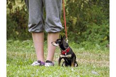 Hundträningsplanen i Nybondas svarar på behovet av nya träningsplaner. Foto: Jenni Vidgren