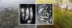 Pohjoisten järvien levä- ja kalabiomassa lisääntyvät lämpötilan ja tuottavuuden noustessa, samalla kalayhteisöt muuttuvat siikavaltaisista kohti särkivaltaisia. Kuva: Kimmo Kahilainen & Brian Hayden