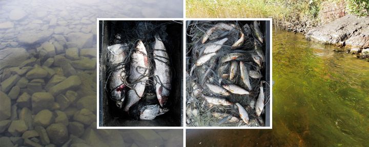 Pohjoisten järvien levä- ja kalabiomassa lisääntyvät lämpötilan ja tuottavuuden noustessa, samalla kalayhteisöt muuttuvat siikavaltaisista kohti särkivaltaisia. Kuva: Kimmo Kahilainen & Brian Hayden