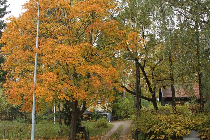 Katunäkymä Käpylästä vuonna 2010. Kuva: Helsingin kaupunki / Seppo Laakso