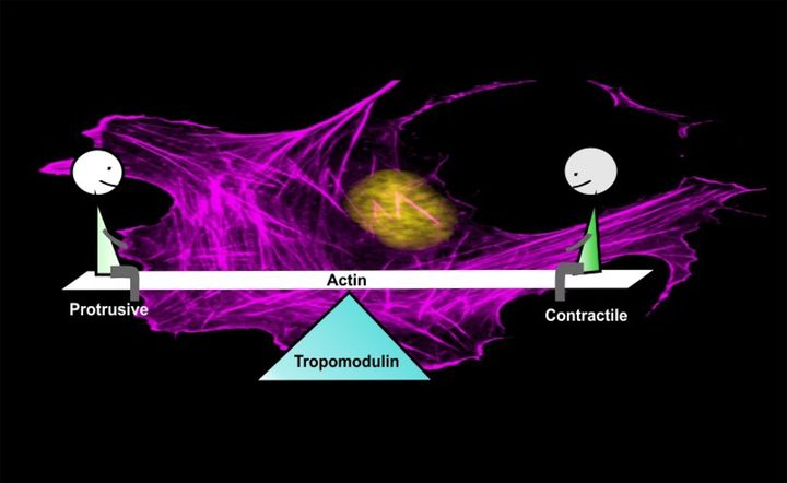 Tropomoduliini-proteiini ylläpitää solun liikkumiskyvyn ja toisaalta sen ympäristöön kiinnittymisen välistä tasapainoa.Kuva: Reena Kumari