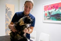 Eläinlääkäri ja Kissaklinikka Felinan johtaja Teija Immonen on kissalääketieteen osaaja. Kuvassa hän tutkii Jippu-kissaa. Kuvaaja Ronja Määttä.