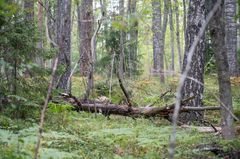 Blue Forest. Kuva: Johanna Viitanen