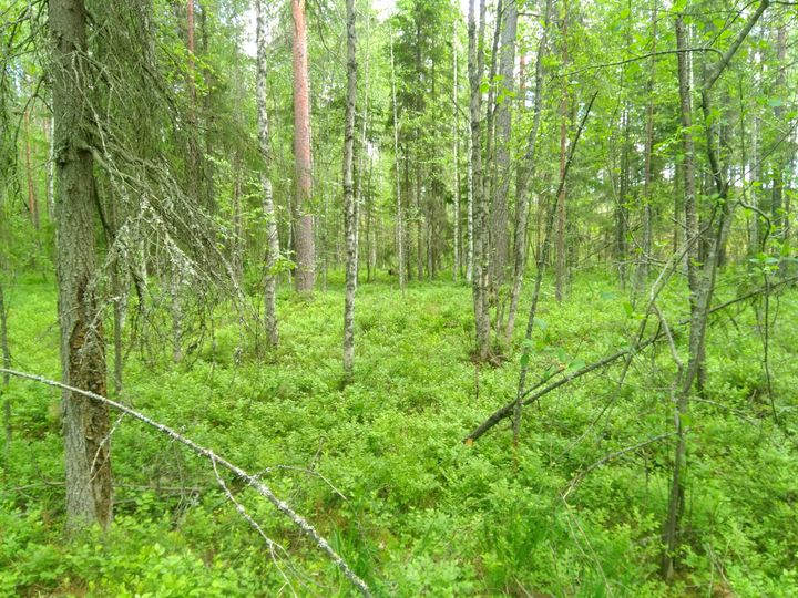 Puustoinen korpi, Helmi-elinympäristöohjelman suojelukohde. Kuva Tiina Hämäläinen. Vapaa julkaistavaksi.