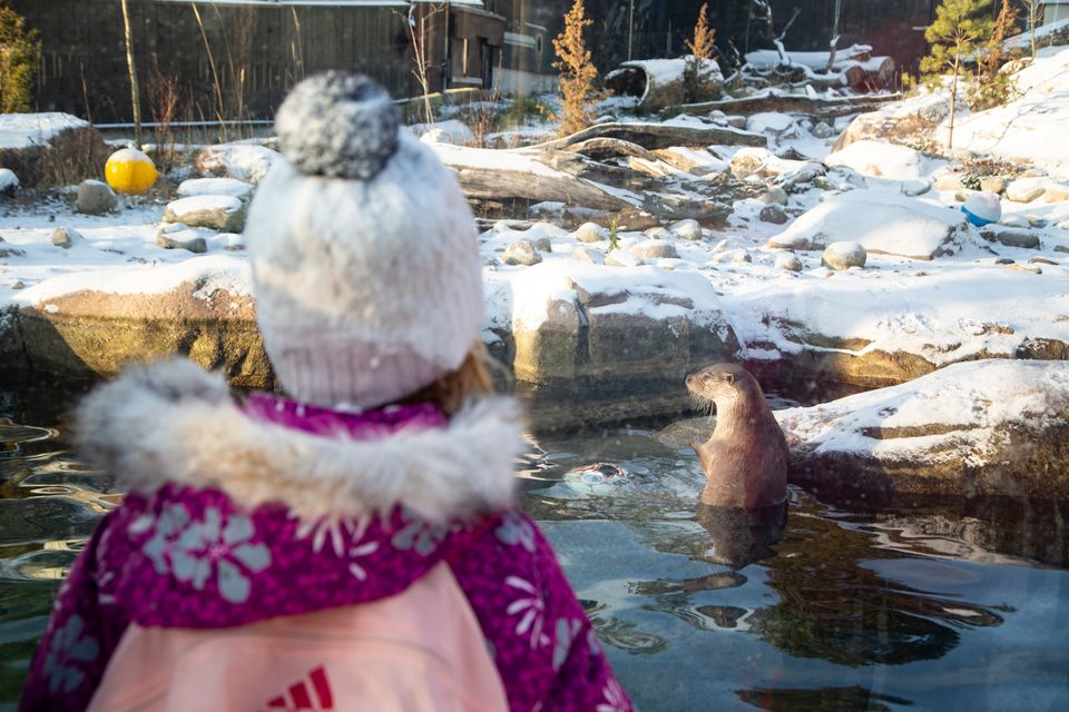 Lapsi katselee saukkoa Korkeasaaressa, marraskuu 2021