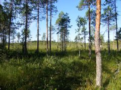 Isosuo. Kuva Heikki Leppänen. Kuva vapaasti julkaistavissa.