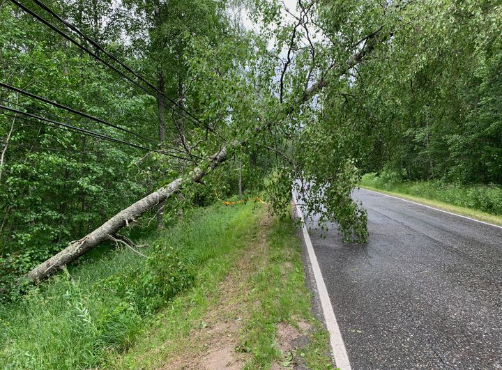 Suomessa sadat tuhannet taloudet kärsivät vuosittain sähkökatkoista, jotka aiheutuvat myrskyssä kaatuneiden puiden katkomista voimalinjoista ja vaurioittamista muuntajista. Kuva Kolilta kesällä 2019. Kuva: Roope Tervo