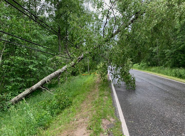 Suomessa sadat tuhannet taloudet kärsivät vuosittain sähkökatkoista, jotka aiheutuvat myrskyssä kaatuneiden puiden katkomista voimalinjoista ja vaurioittamista muuntajista. Kuva Kolilta kesällä 2019. Kuva: Roope Tervo