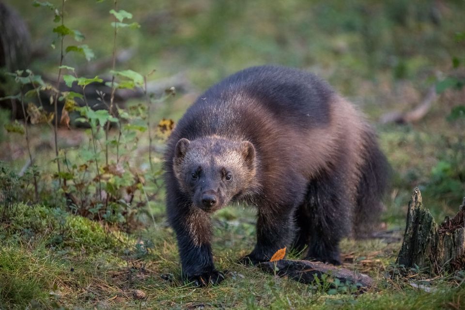 Kolin Matkailu Ahman kuva Erä-Eero