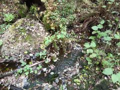 Luonnontilainen sammalpeitteinen purouoma syksyisessä maisemassa. Kuva Miia Mäkilouko