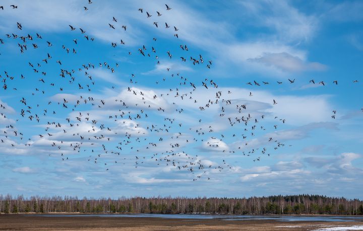 Valkoposkihanhia Tohmajärven Valkeasuolla 6.5.2022. Kuva: Jari Kontiokorpi / Pohjois-Karjalan ELY-keskus.