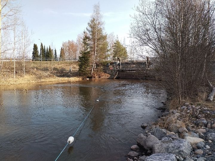 Kevään myötä kasvaneet virtaamat soljuivat Herralanvirran kautta Lempäälässä. Nykyinen tilanne säännöstelypadolta nähtynä huhtikuun lopussa. (Kuva: Tommi Mäkinen)