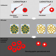 Graafi: Otonkoski Lab