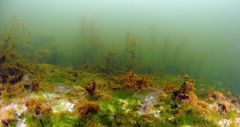 Klimatförändringen kan ge upphov till samma typer av fenomen som eutrofiering. Bilden visar en dysfunktionell grunt mjukbotten, där trådformade alger har vuxit kraftigt på grund av höga näringsämneshalter. Trådalgerna täcker och kväver gradvis blåstången och vattenväxterna. Mellan växterna ser man en vit bakteriematta, som vittnar om lokal syrebrist. Klimatförändringen kan ytterligare öka avrinningen av näringsämnen till våra kustvatten, och syreförbrukningen accentueras i varmare vatten. Foto: Mats Westerbom.