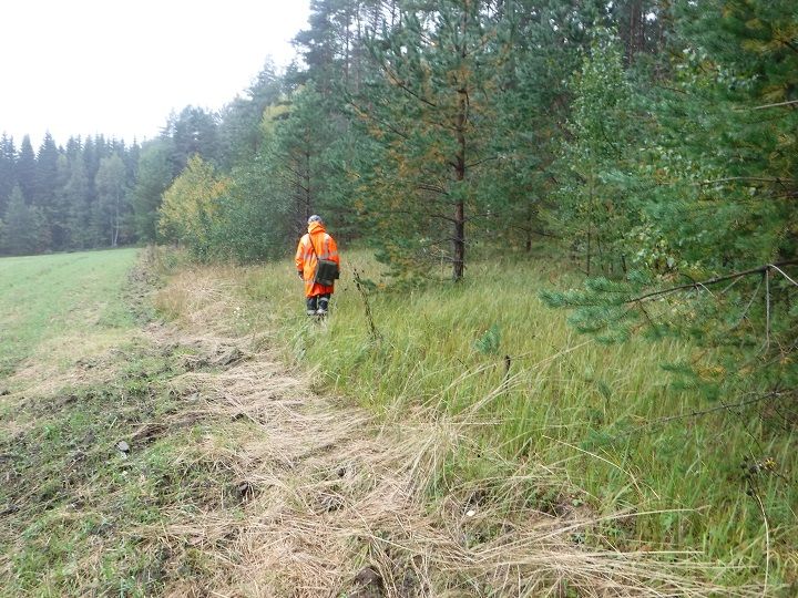 Umpeutunut niitty Kerimäellä kaipaisi puuston harventajaa ja aidan rakentajaa. Kuva: Lauri Helenius. Vapaa julkaistavaksi.