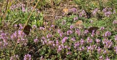 Thymus serpyllum ja Maniola jurtina. ©Charlotta Berlin