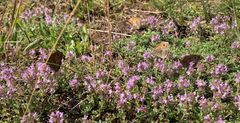 Thymus serpyllum ja Maniola jurtina. ©Charlotta Berlin