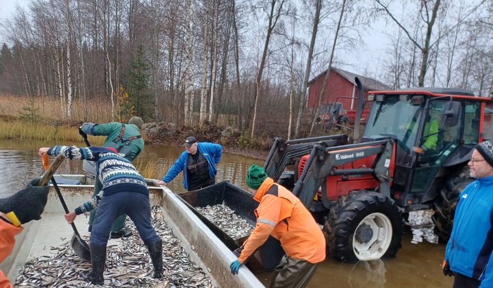 Hoitokalastusta. Kuva: Lasse Hämäläinen.