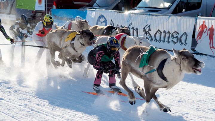 Arkeologinen tutkimus osoittaa, että ajokkaiden käytöllä on vähintään 700-vuotinen historia. Kuvassa porokisat Rovaniemellä. Kuva: Matti Eteläperä