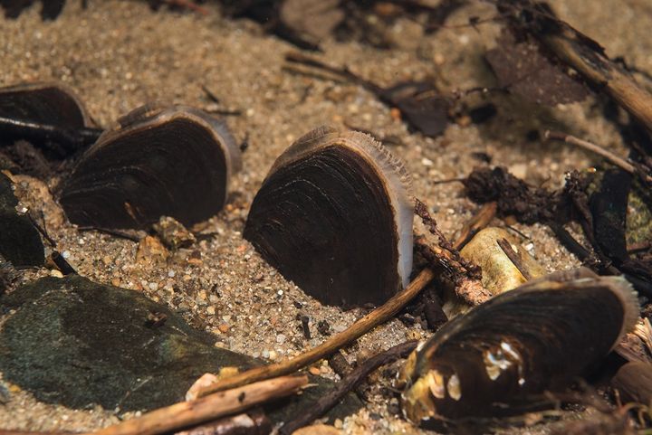 Flodpärlmusslorna lever helt eller delvis nedgrävda i botten av ån och behöver en porös grusbotten och rent vatten. Bild: Jari Ilmonen/Forststyrelsen.