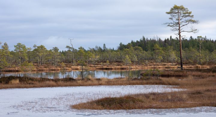 Suomaisemaa.