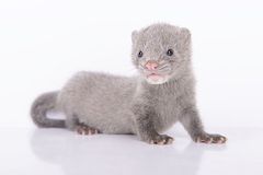 Minkki. Kuva: iStock.com/Astakhova